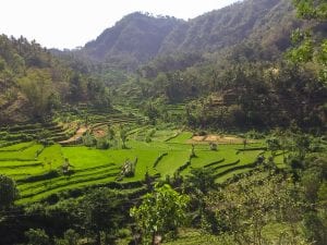 rice fields in Bali