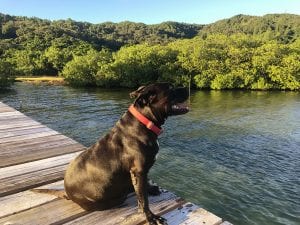 Housesitting | The Silver Nomad