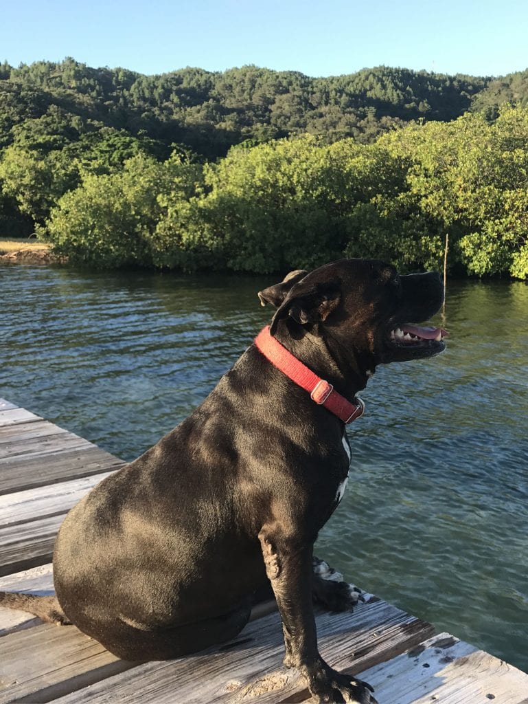 Princessa | The Silver Nomad