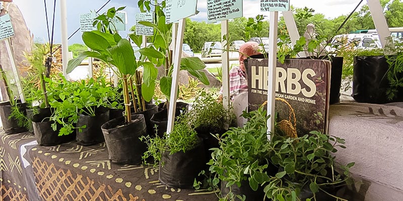 A Visit to Maun Farmers Market at Motsana in Botswana 2 Angies Herb Stall
