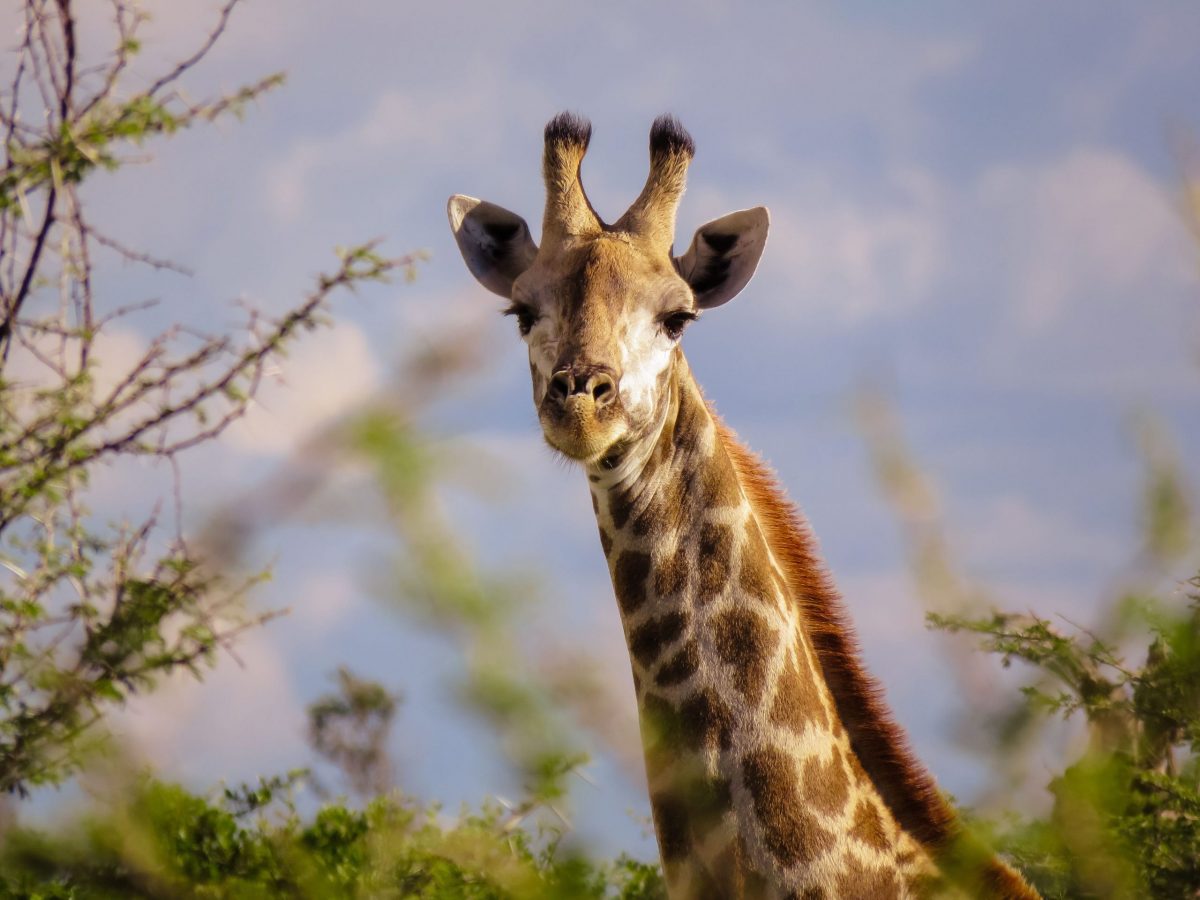 Botswana | The Silver Nomad