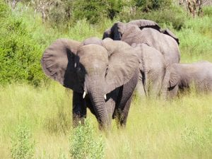 Face to face with elephants on our way to Rra Dinare