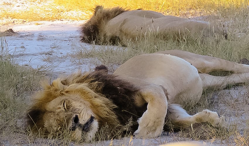 Taking A 3 Day Safari In Botswana'S Amazing Okavango Delta 14 2 lions sleeping on Rra Dinare safari