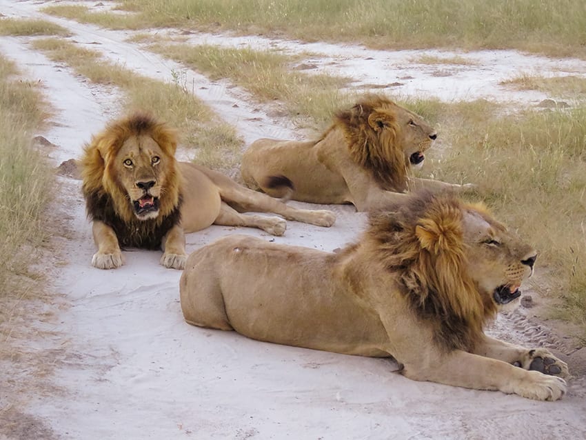 Taking A 3 Day Safari In Botswana'S Amazing Okavango Delta 22 3 lions in the afternoon at Rra Dinare safari