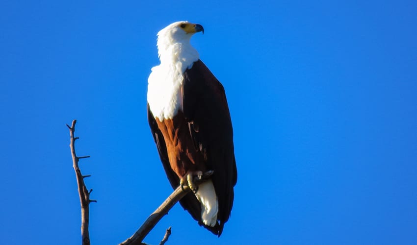 Taking A 3 Day Safari In Botswana'S Amazing Okavango Delta 5 African Fish Eagle on Rra Dinare Safari