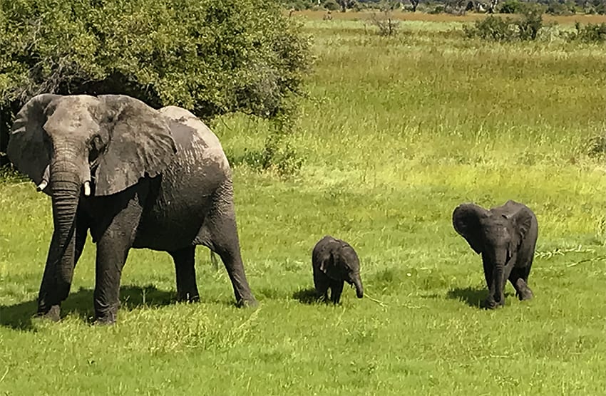 Taking A 3 Day Safari In Botswana'S Amazing Okavango Delta 19 Elephant family walking through Rra Dinare