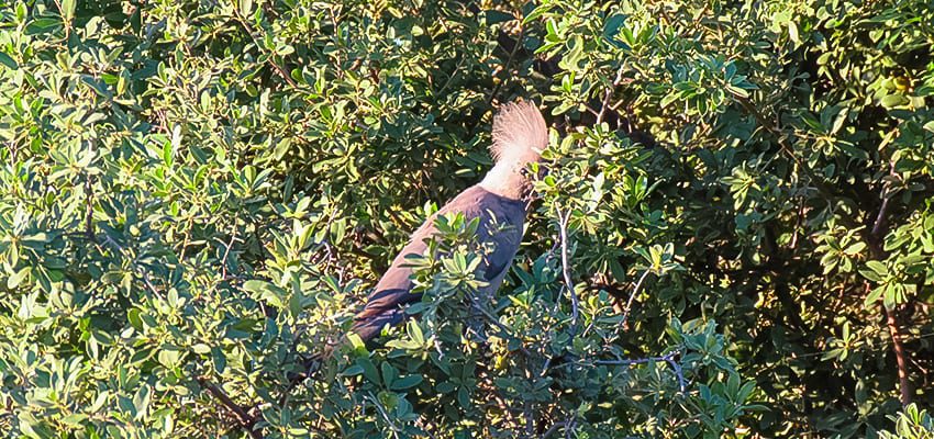 Taking A 3 Day Safari In Botswana'S Amazing Okavango Delta 8 Grey Lory at Rra Dinare Safari