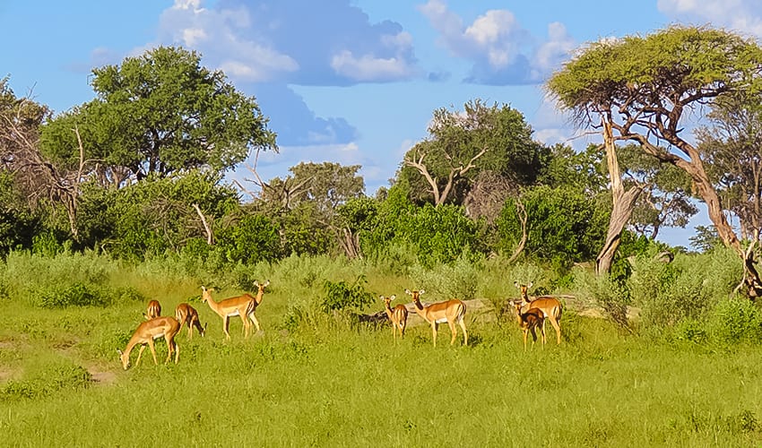 Taking A 3 Day Safari In Botswana'S Amazing Okavango Delta 4 Impalas on Rra Dinare Safari