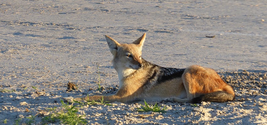 Taking A 3 Day Safari In Botswana'S Amazing Okavango Delta 9 Jackals at Rra Dinare Safari