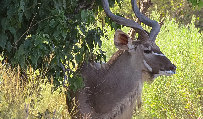 Taking A 3 Day Safari In Botswana'S Amazing Okavango Delta 6 Kudu on Rra Dinare Safari