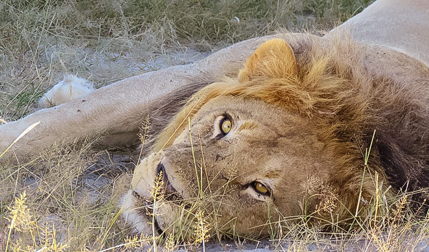 Taking A 3 Day Safari In Botswana'S Amazing Okavango Delta 16 Lion looking at the camera at Rra Dinare safari