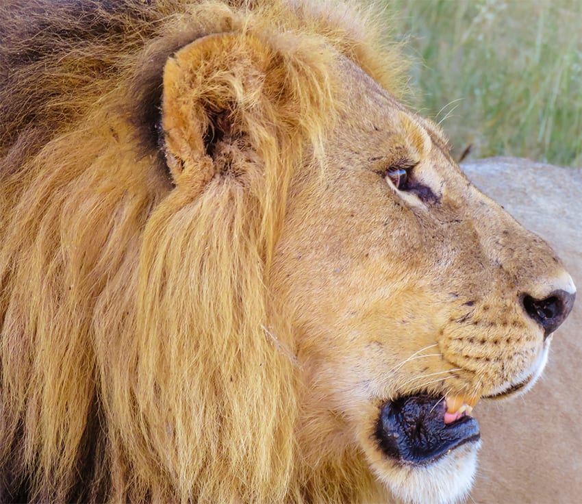 Guide To Enjoying An Amazing Safari In Botswana - 17 Faqs 2 Lion resting after his meal on safari in Botswana