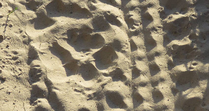 Taking A 3 Day Safari In Botswana'S Amazing Okavango Delta 13 Lion track at Rra Dinare