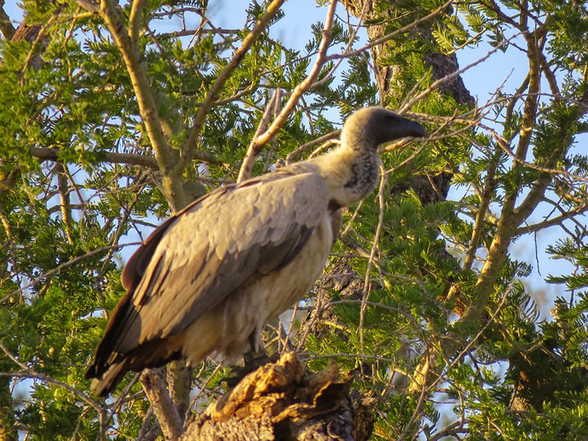Taking A 3 Day Safari In Botswana'S Amazing Okavango Delta 21 Vulture on Safari in Rra Dinare