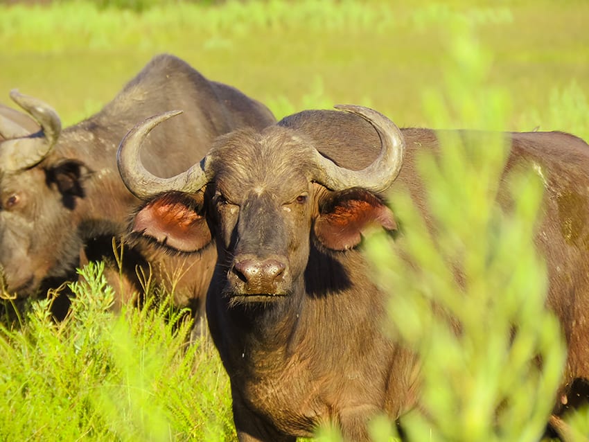 Taking A 3 Day Safari In Botswana'S Amazing Okavango Delta 20 Water buffalo at Rra Dinare safari