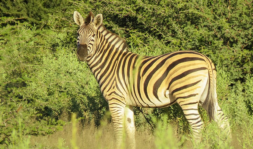 Taking A 3 Day Safari In Botswana'S Amazing Okavango Delta 7 Zebra on Rra Dinare Safari