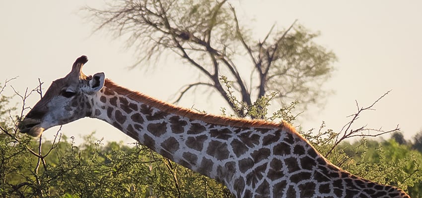 Animals in Namibia: 17 Amazing Favourites of the Land, Sea and Air 13 Giraffe eating with its long neck stretched out and trees in the background