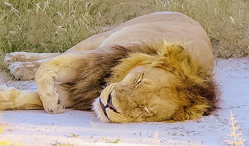 Botswana Travel Guide 10 lion sleeping on rra dinare safari
