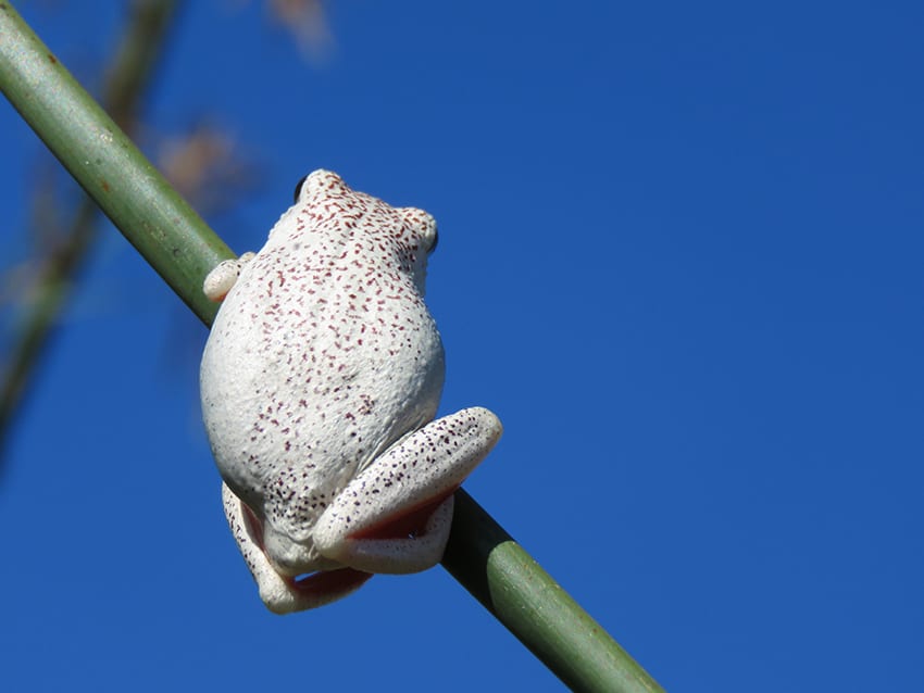 Taking A 3 Day Safari In Botswana'S Amazing Okavango Delta 18 long reed frog on Rra Dinare mokoro ride