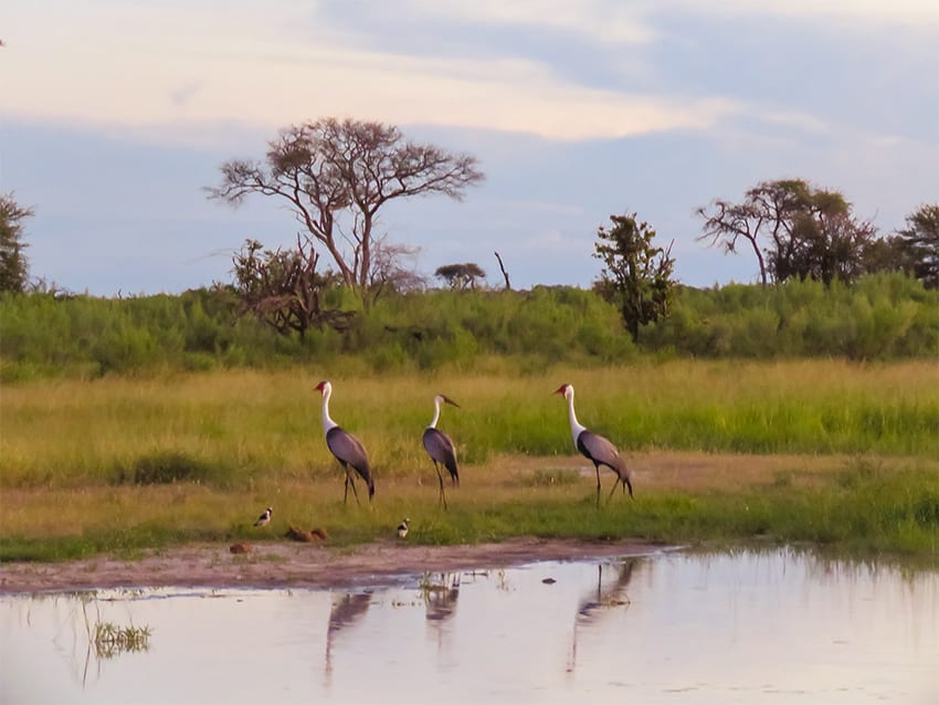 Taking A 3 Day Safari In Botswana'S Amazing Okavango Delta 10 settle billed stork on our first day of safari