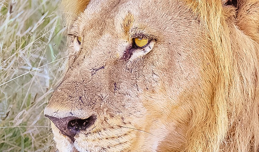 Lion one of the Big Five