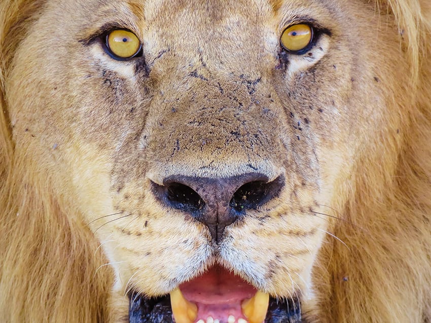 Review Of 2018 - An Amazing Year, But Not Quite What I Planned! 5 Botswana