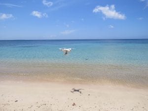 Can you take a drone on your flight? - Airline Regulations