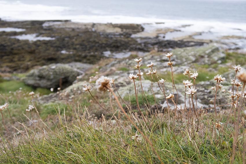 The Isle Of Man - What You Need To Know Before You Go (2023) 9 Thrift plants over Port St Mary