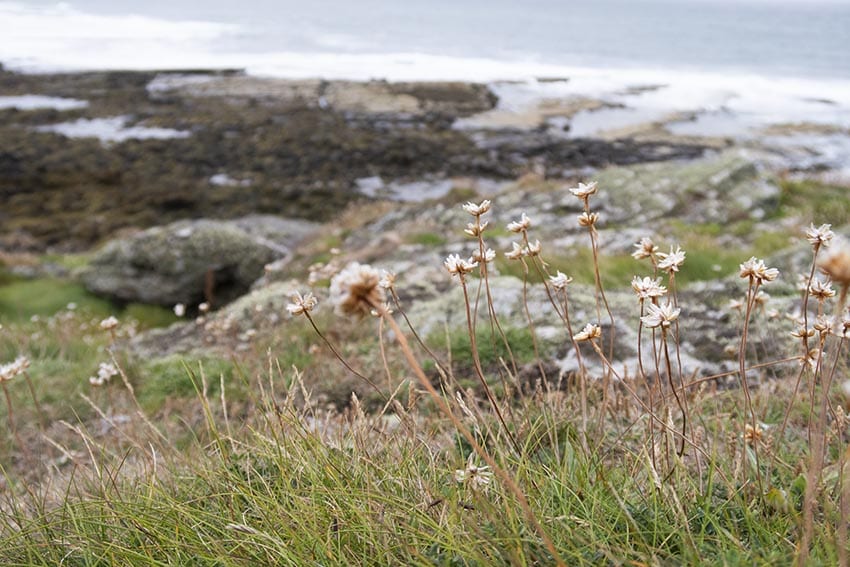 Thrift plants over Port St Mary