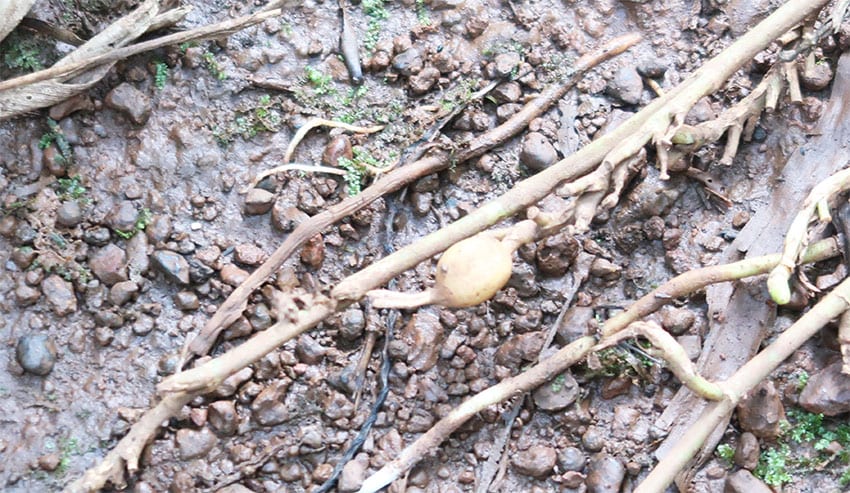 A Fascinating Tour around Tanshikar Spice Farm, South Goa 8 Cardamom pod