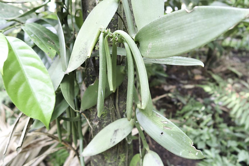 A Fascinating Tour around Tanshikar Spice Farm, South Goa 7 Vanilla pods