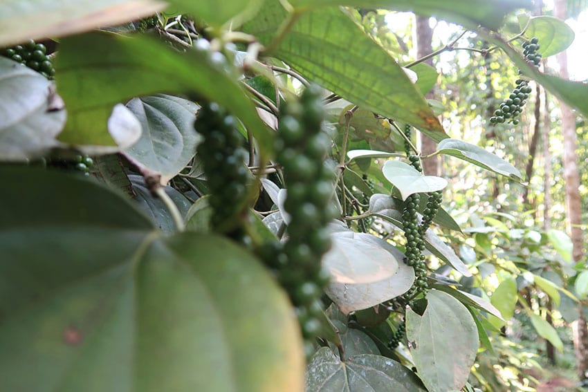 A Fascinating Tour around Tanshikar Spice Farm, South Goa 9 pepper