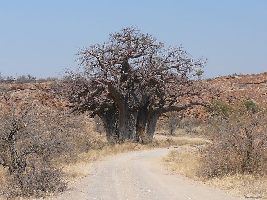 12 Amazing Unesco Heritage Sites In Africa - Off The Beaten Track 6 a baobab tree with many trunks and branches in the sandy landscape in Mapungubwe Park