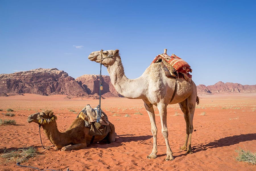 8 Amazing UNESCO Sites in The Middle East - Off the Beaten Track 3 Two dromedaries (camels with one hump) in the desert. The left on is lying down and the right one standing. Both have saddles and bridles