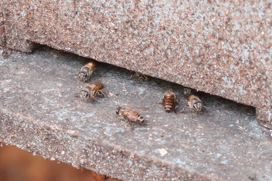 A Fascinating Tour around Tanshikar Spice Farm, South Goa 4 honey bees