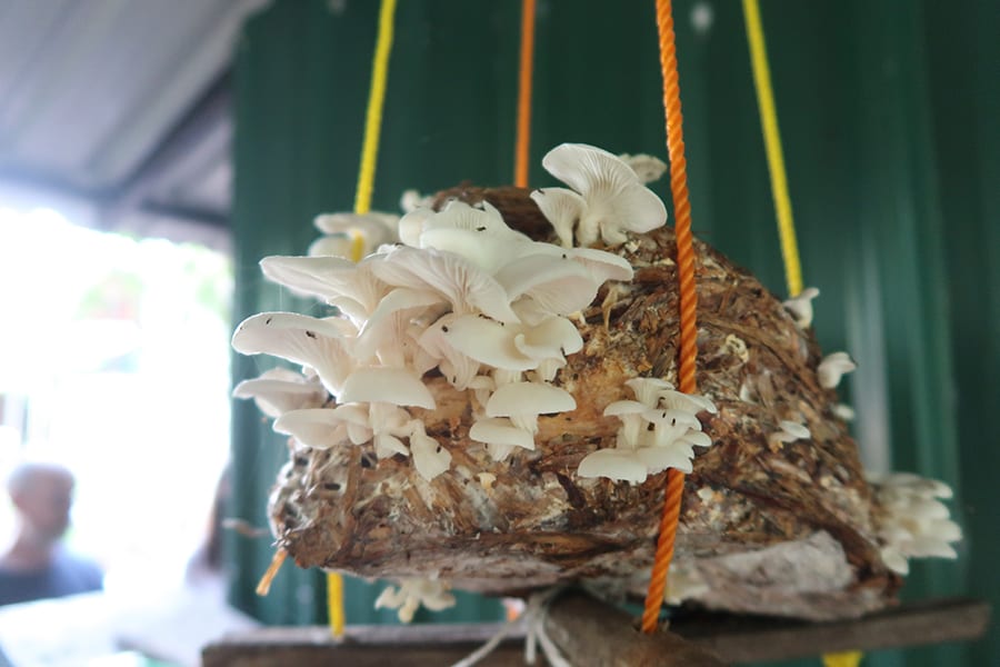 A Fascinating Tour around Tanshikar Spice Farm, South Goa 13 oyster mushrooms