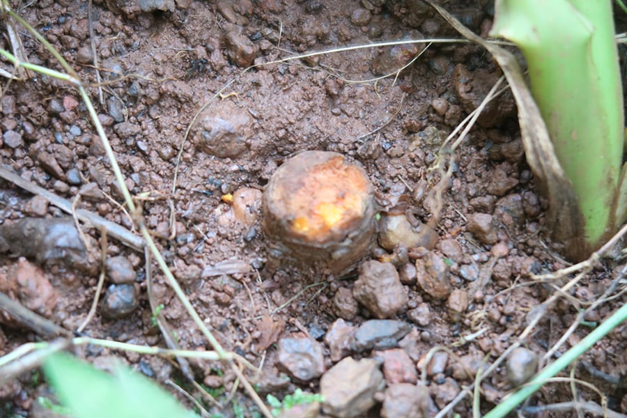 A Fascinating Tour around Tanshikar Spice Farm, South Goa 11 Turmeric Stump in the ground