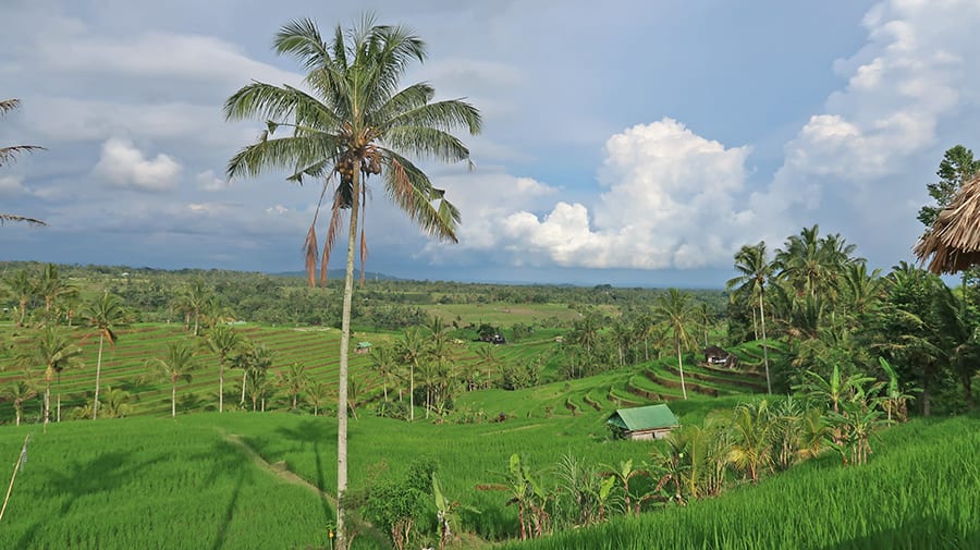 5 of The Best Yoga Retreats in North Bali 2 Jatiluwih
