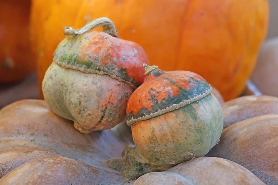 5 Best Places To Eat In Gorizia, Italy 23 MERCATO COPERTO gourds