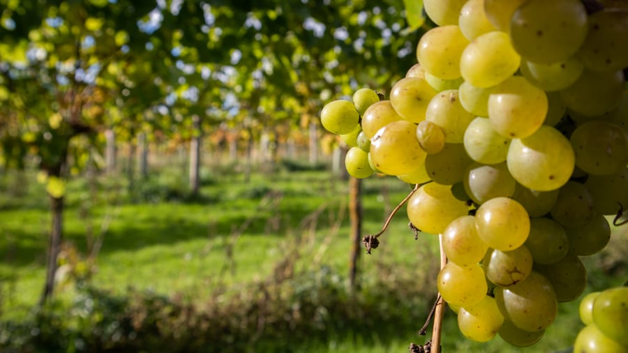 White Castle Vineyard - Tasting Delicious Award Winning Welsh Wines 6 A bunch of green Phoenix grapes with vines in the background