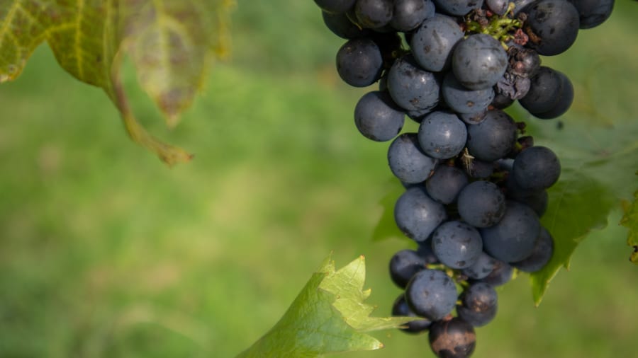 White Castle Vineyard - Tasting Delicious Award Winning Welsh Wines 9 A close-up of a bunch of black grapes ready for picking