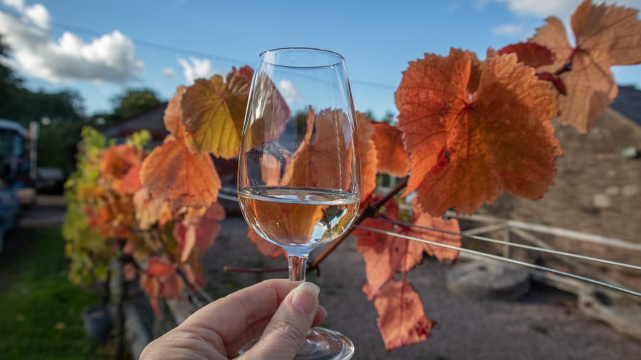 White Castle Vineyard - Tasting Delicious Award Winning Welsh Wines 11 Vines at White Castle Vineyard 7