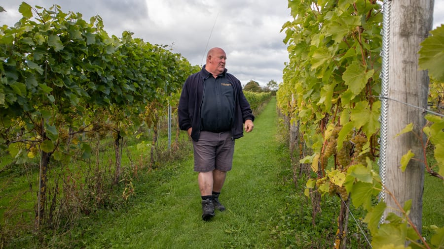 White Castle Vineyard - Tasting Delicious Award Winning Welsh Wines 5 Man in blue top and short standing between rows of vines in White Castle Vineyard, Monmouthshire, Wales