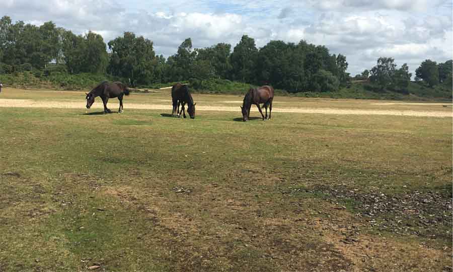 6 Of The Best Weekends In Hampshire, Uk 6 three horses grazing on grass with a line of trees n the background
