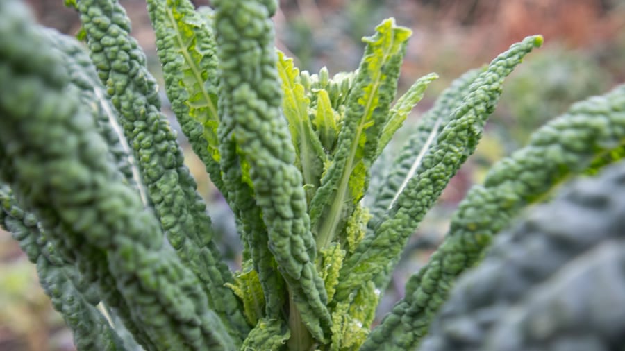 Versa - Responsibly Sourced Dining On The Isle Of Man 5 vibrant kale leaves
