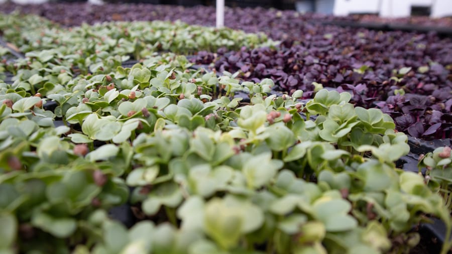 Versa - Responsibly Sourced Dining On The Isle Of Man 6 green and purple Microgreens from Staarvey Farm