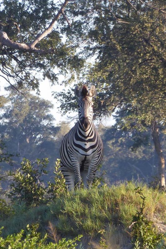 Botswana Travel Guide 15 zebra in Botswana staring at the camera