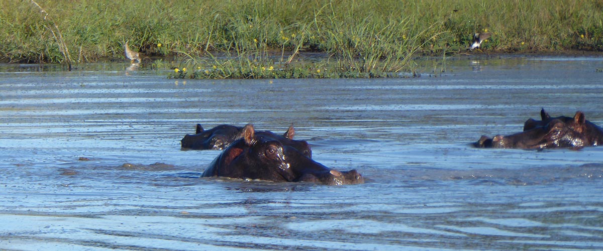 Botswana Travel Guide 14 hippos
