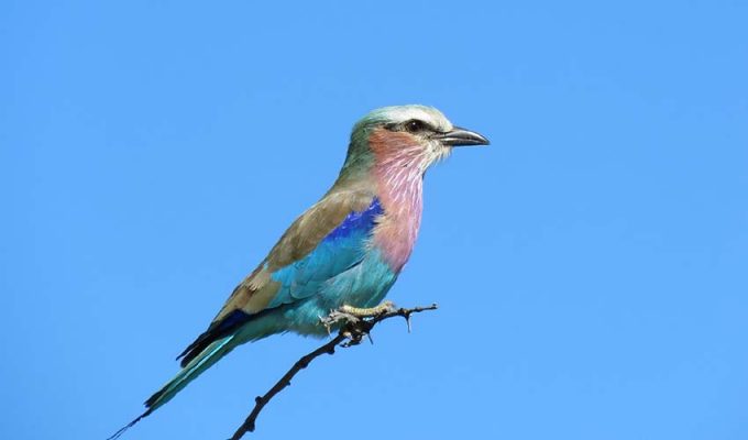 Botswana Travel Guide 13 lilac breasted roller 850