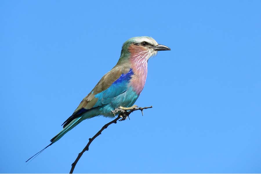 Guide To Enjoying An Amazing Safari In Botswana - 17 Faqs 3 The stunning colourful lilac breasted roller with turquoise, blue, pink, cream feathers